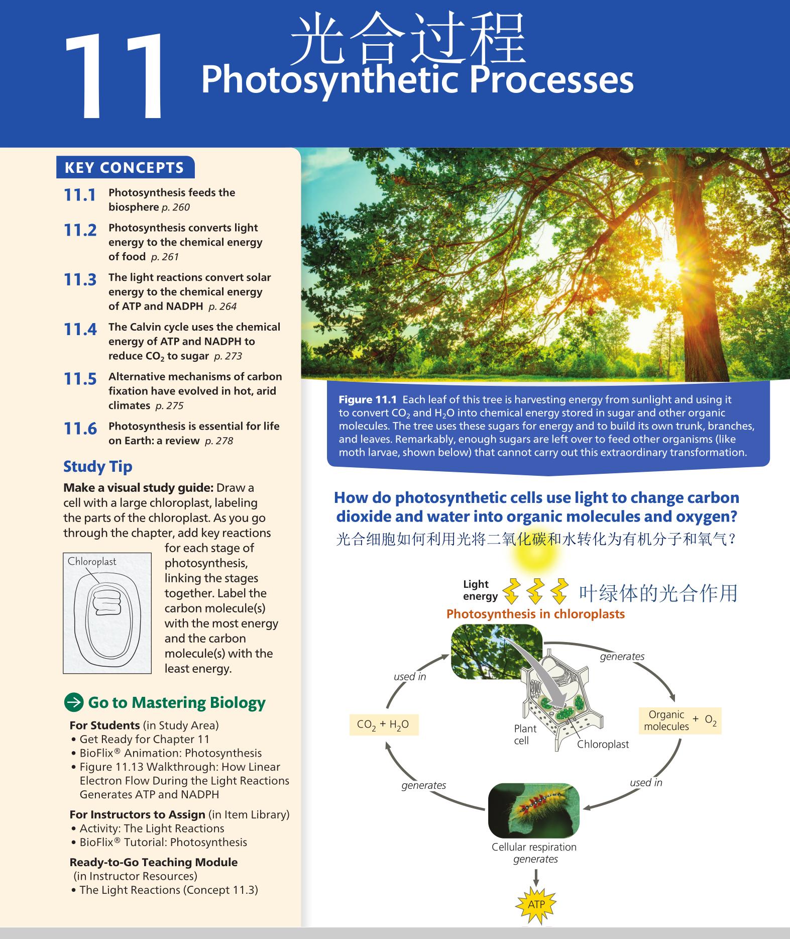 孩子零基础英语如何积累听力词汇,儿童学英语零基础入门单词