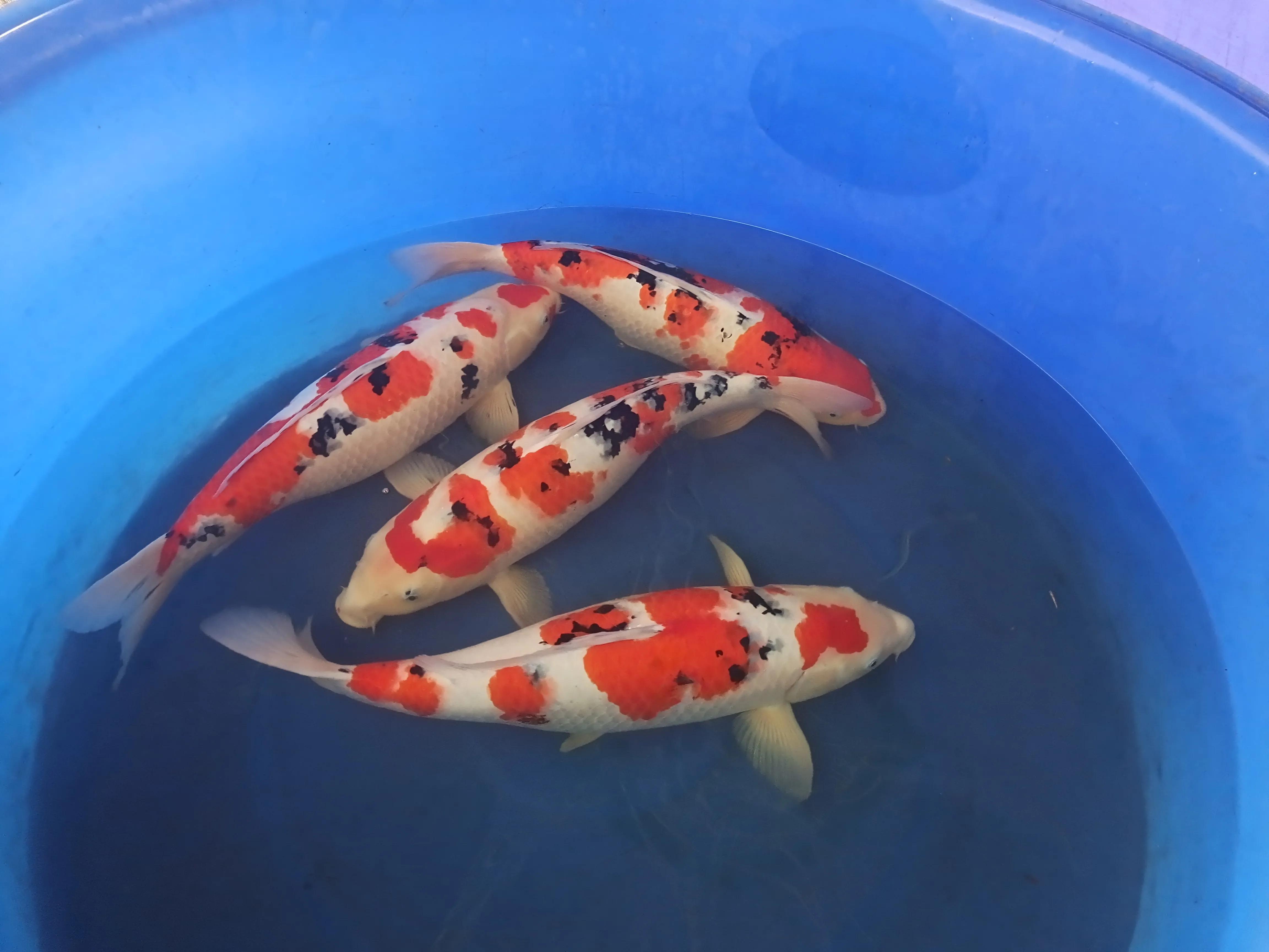 锦鲤养5条最吉利的方法,古法养锦鲤最正宗的方法