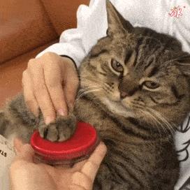 3-6个月的猫咪性格习惯养成,猫咪怎样才能让它变得听话乖巧