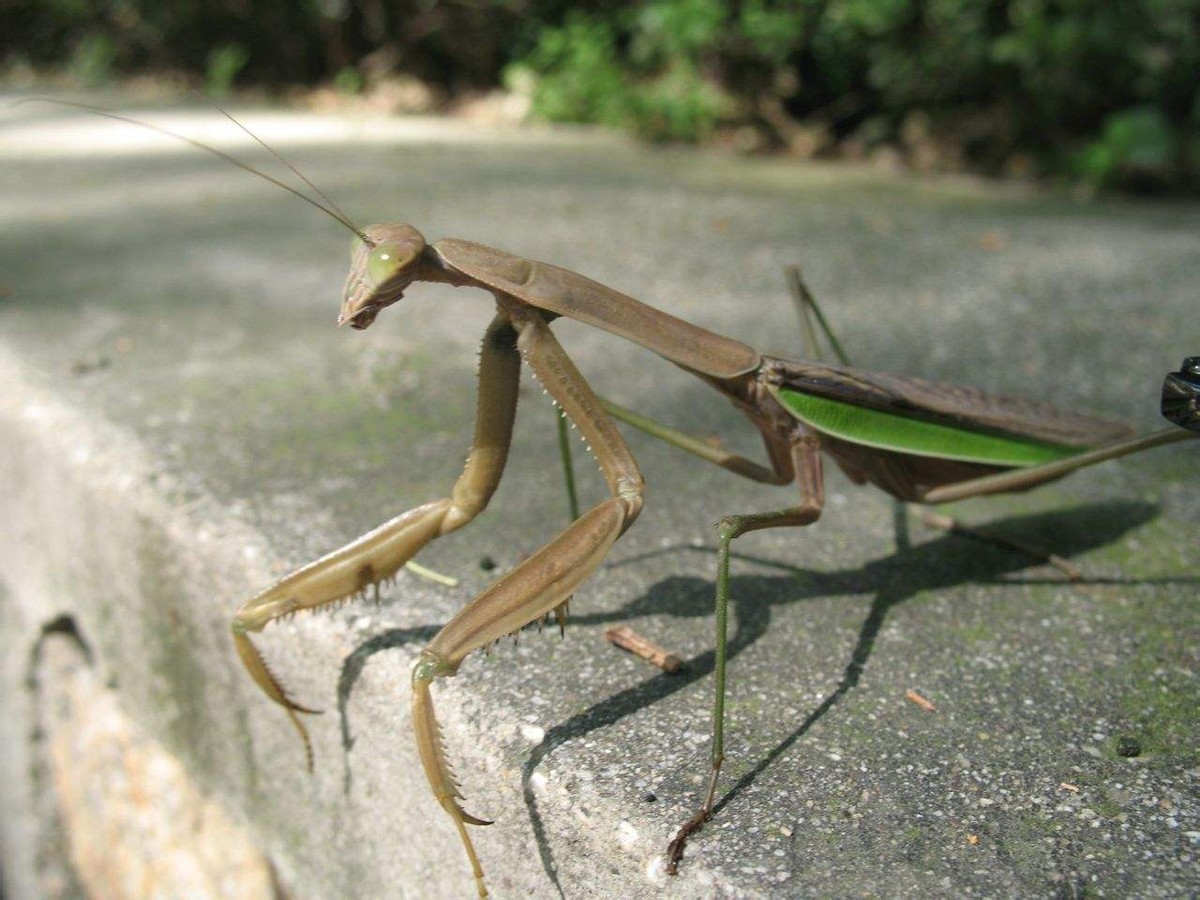 史上最凶残的昆虫,史上最凶残的五种昆虫