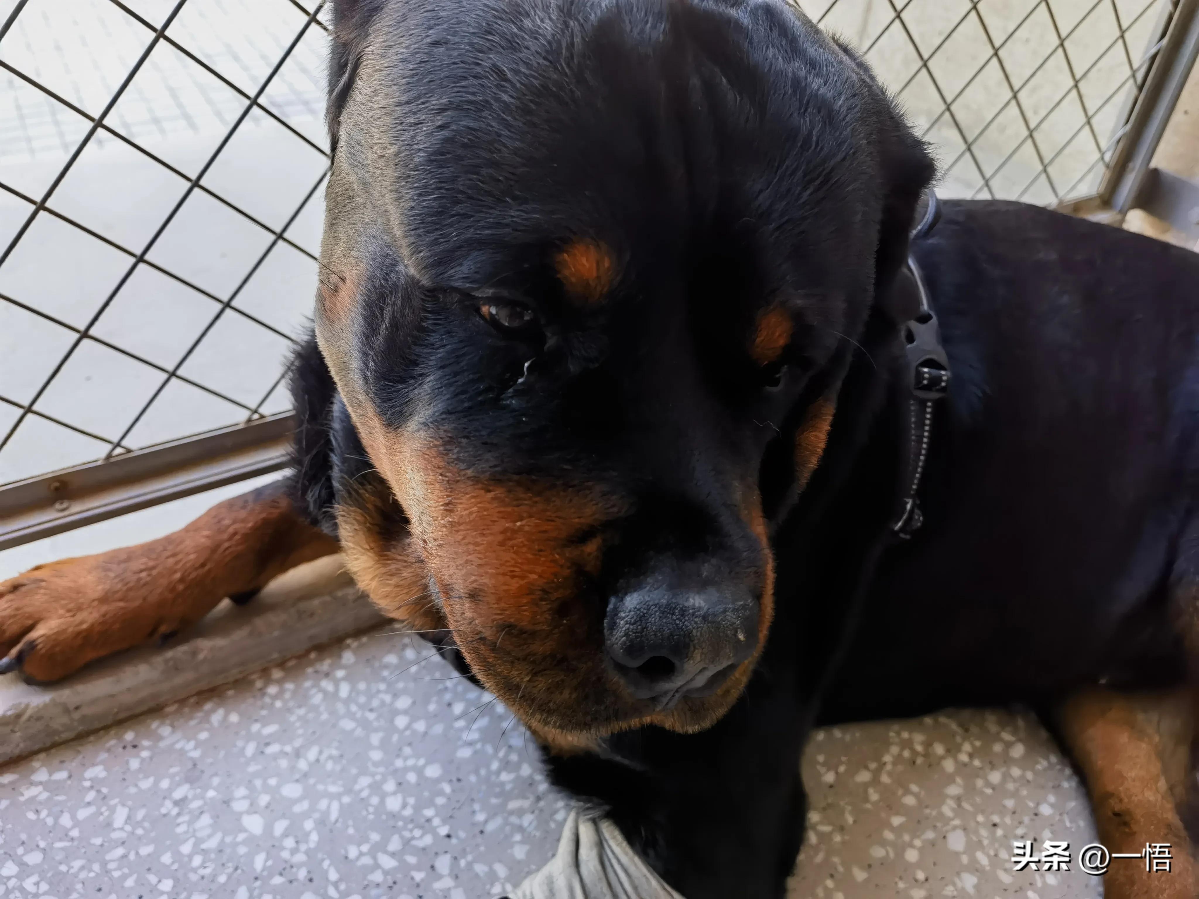 2023上海到秦皇岛承德十日游第四天：看阿那亚的海，逢犬舍的安娜