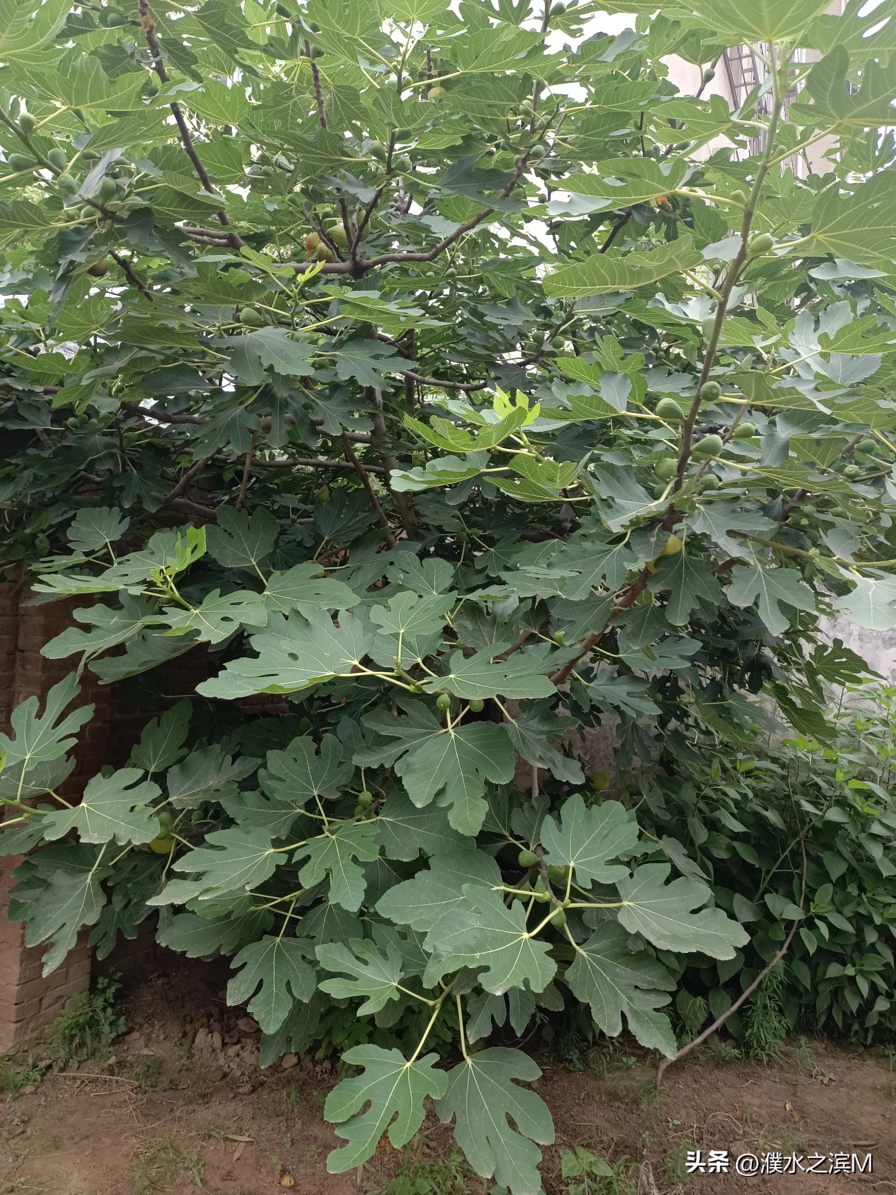 早市买包子,早市买股