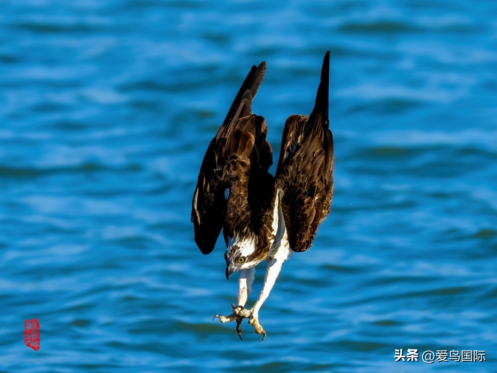 2024观鸟大年,观鸟大年介绍