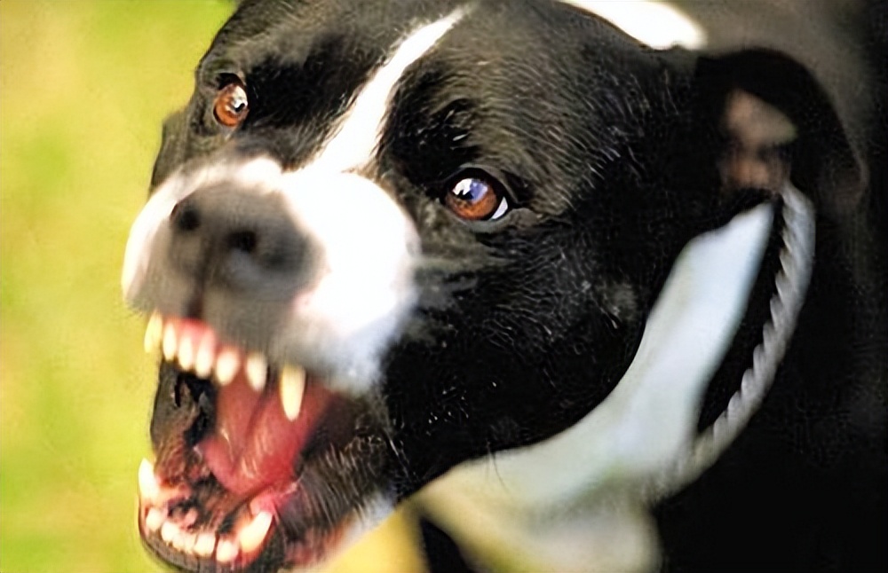 猫得了狂犬病一定会表现出症状吗,狂犬病初期症状一般在被咬几天后