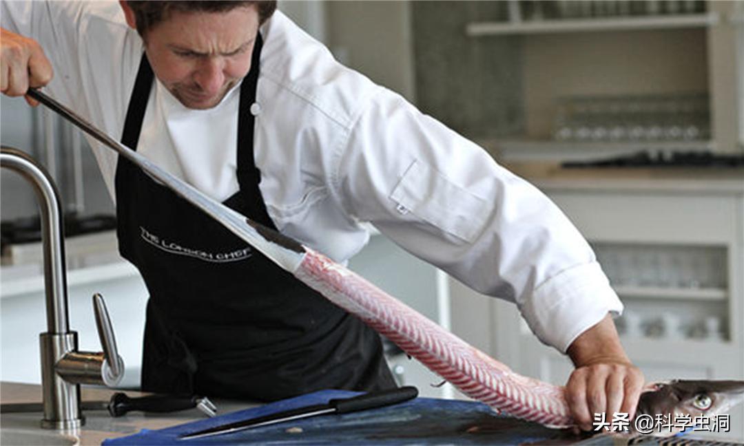 为什么人们不能吃鲨鱼的肉,为什么鲨鱼只能吃鱼翅不能吃肉呢