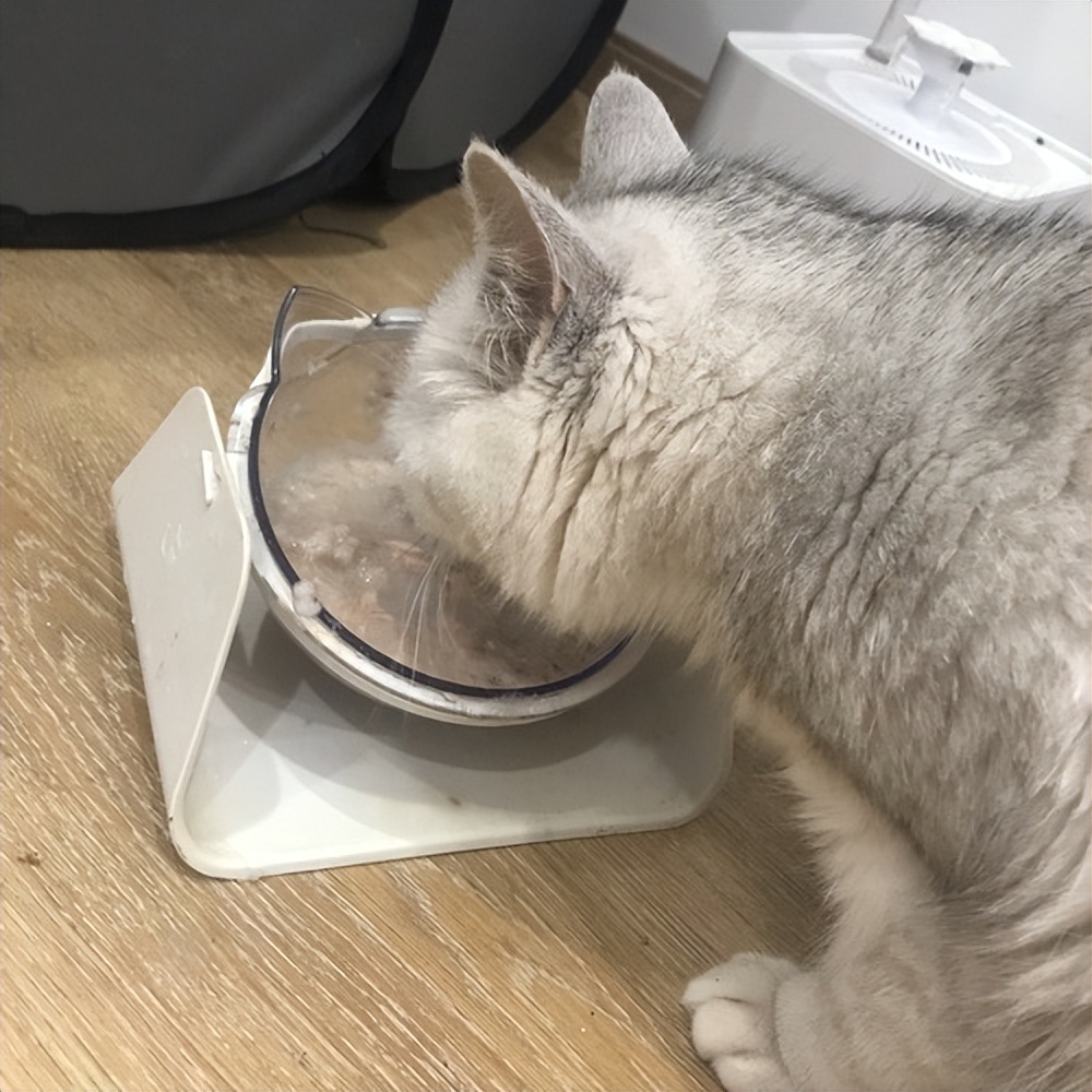 母猫下奶没有奶怎么办,母猫产后喂不喂羊奶粉