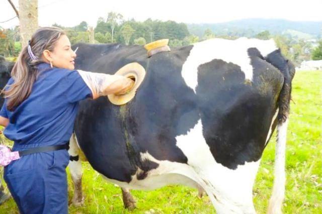 美国人养牛新方法,美国人养牛的方法