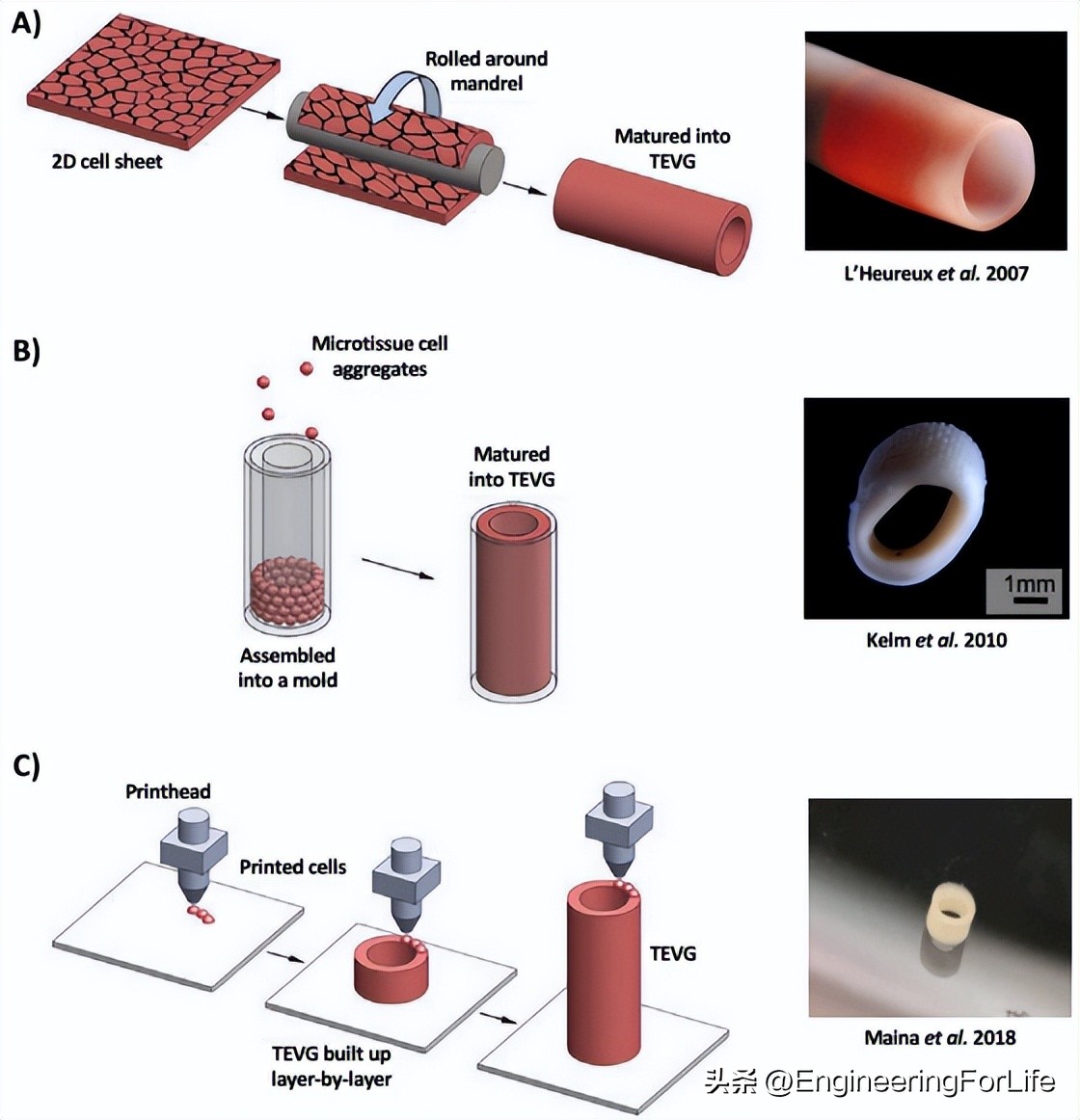 血管组织工程的生物制造方法及生物纺织品
