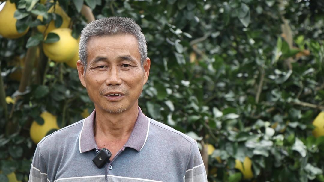 中海化学“增值沃土粮安中国万里行”||旱涝之年“柚”见丰收