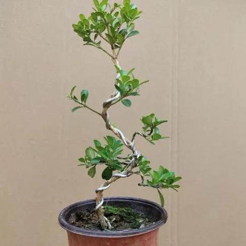 老话“客厅有树，十有九富”，不是迷信，还是有些科学依据的