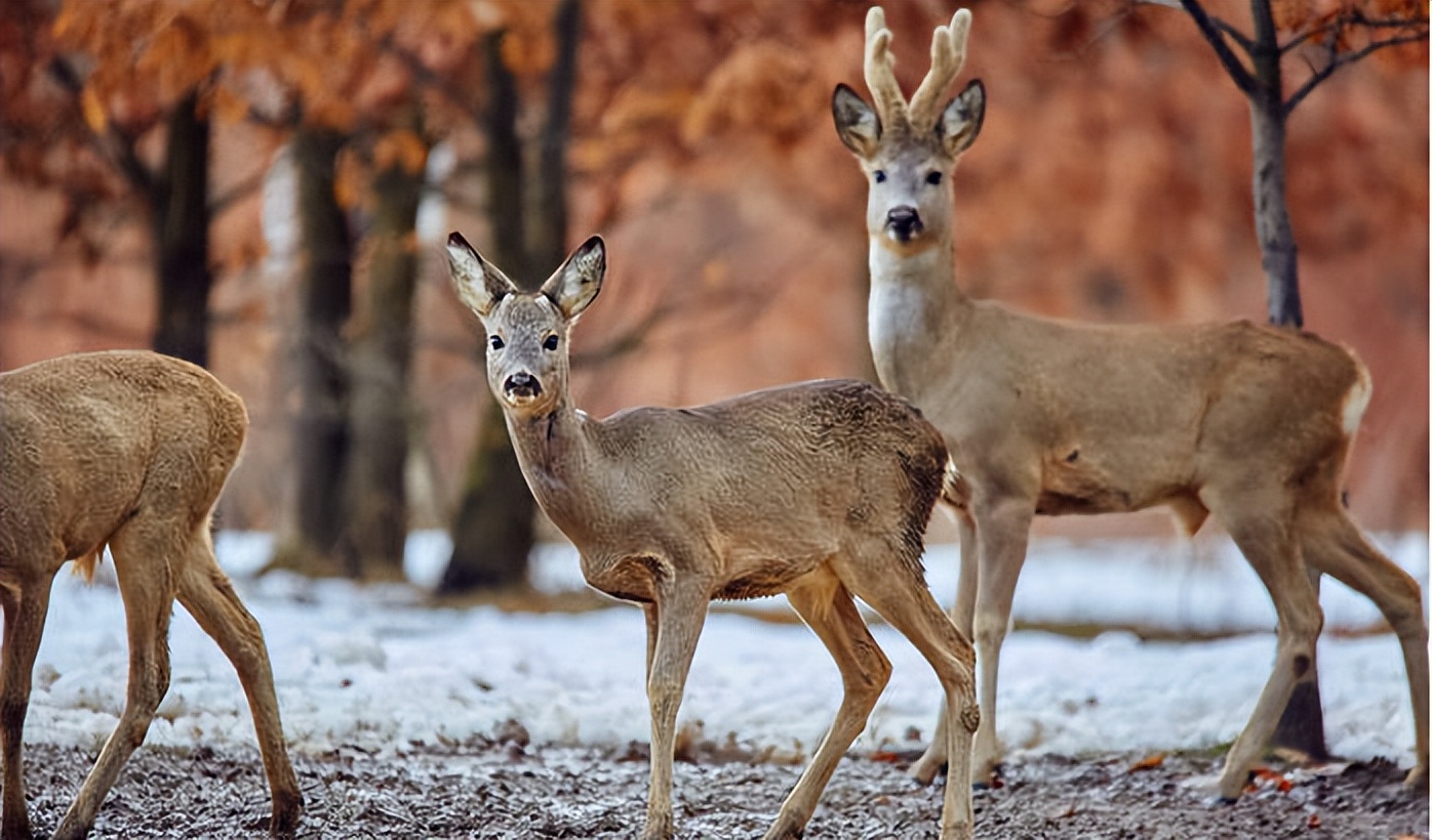 一克麝香堪比黄金，没人轻易拿它赚钱！这是为何？