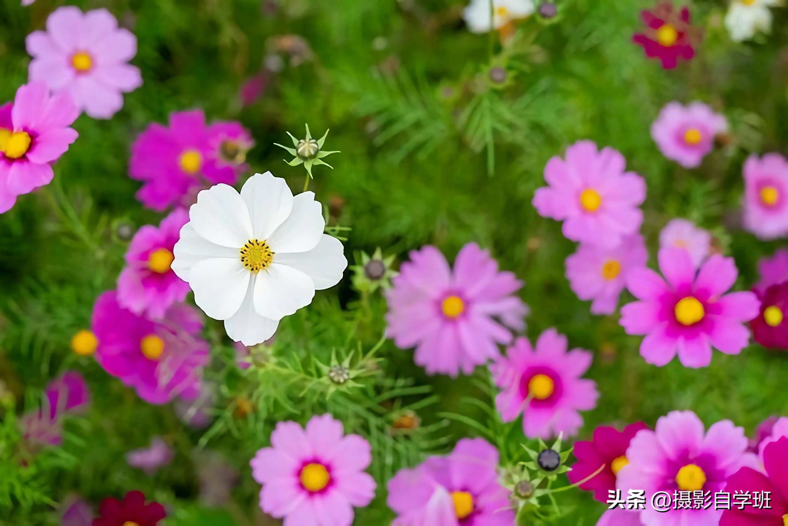 格桑花拍摄技巧,格桑花怎么拍照好看
