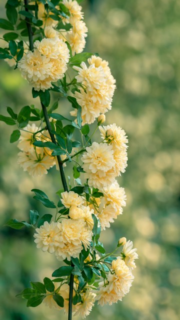 蔷薇花的古诗词,关于蔷薇花的古诗词大全