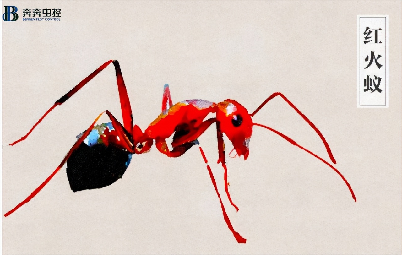 红火蚁分布在哪个地区,安徽有分布红火蚁吗