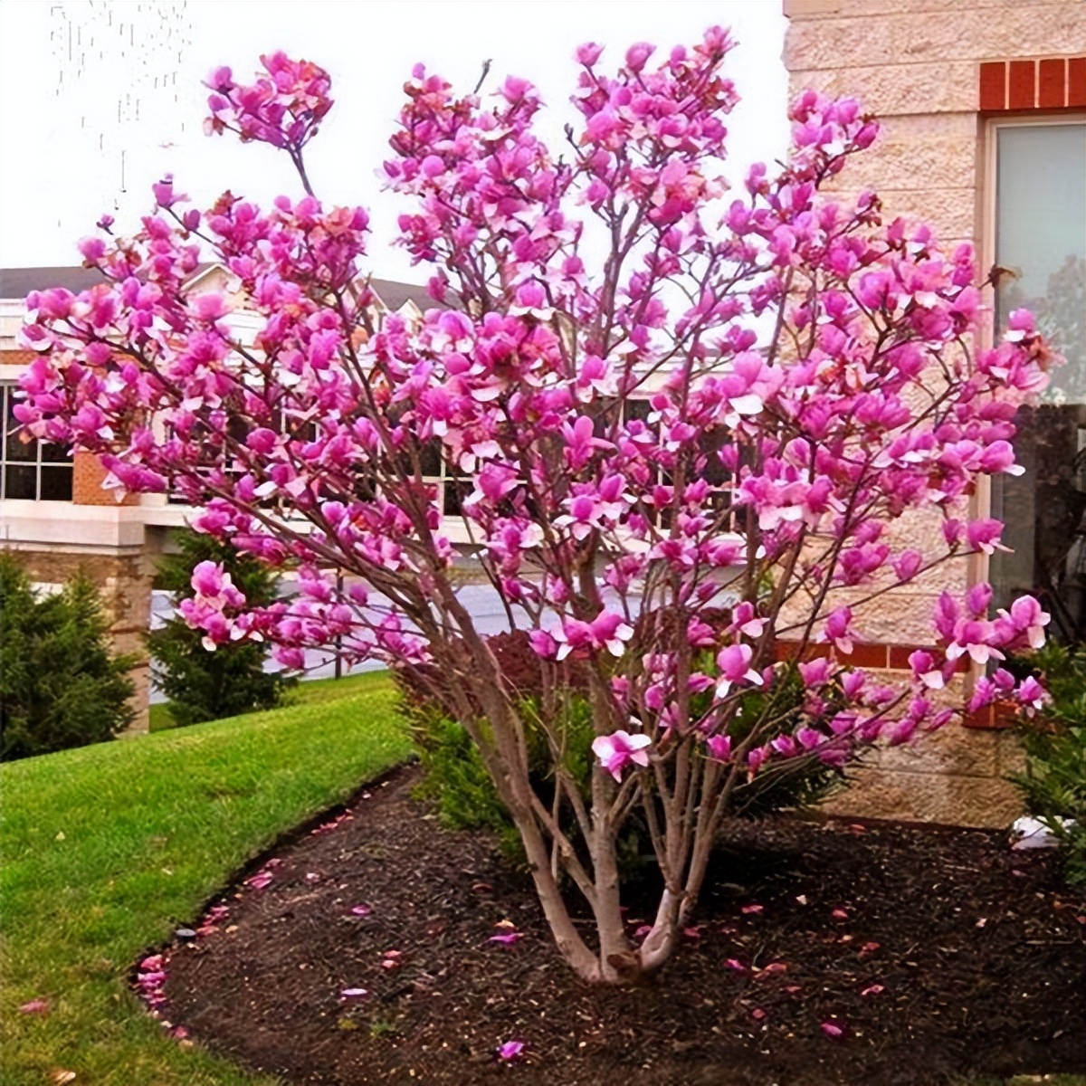 适合家里养的名贵树种,家种柿子树不富也得富