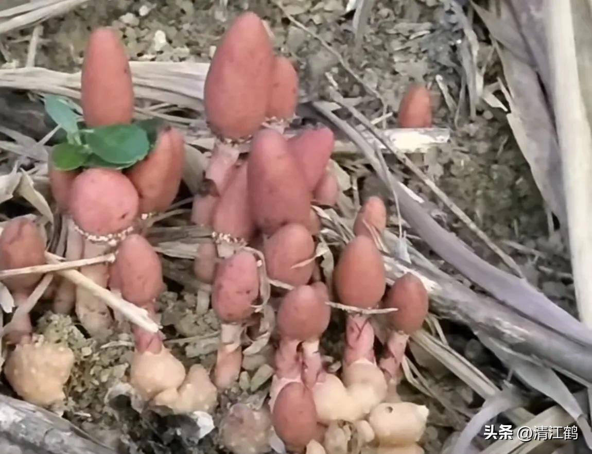 中草药回春草的价格,中草药回春草图片功效和别名