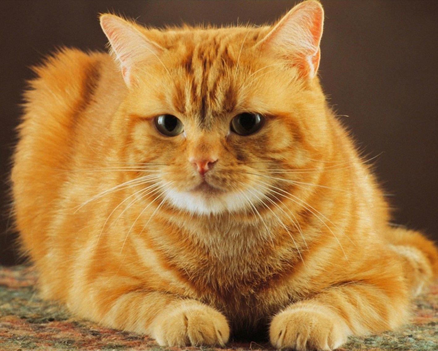 有这几个特征的猫咪不能养,被养得好的猫咪会有哪些特征