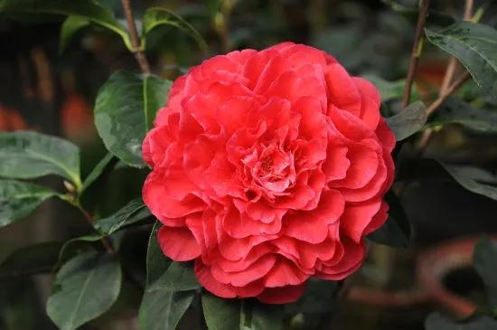 一花一世界一念一佳人的图片,一花一世界一叶一春秋图片