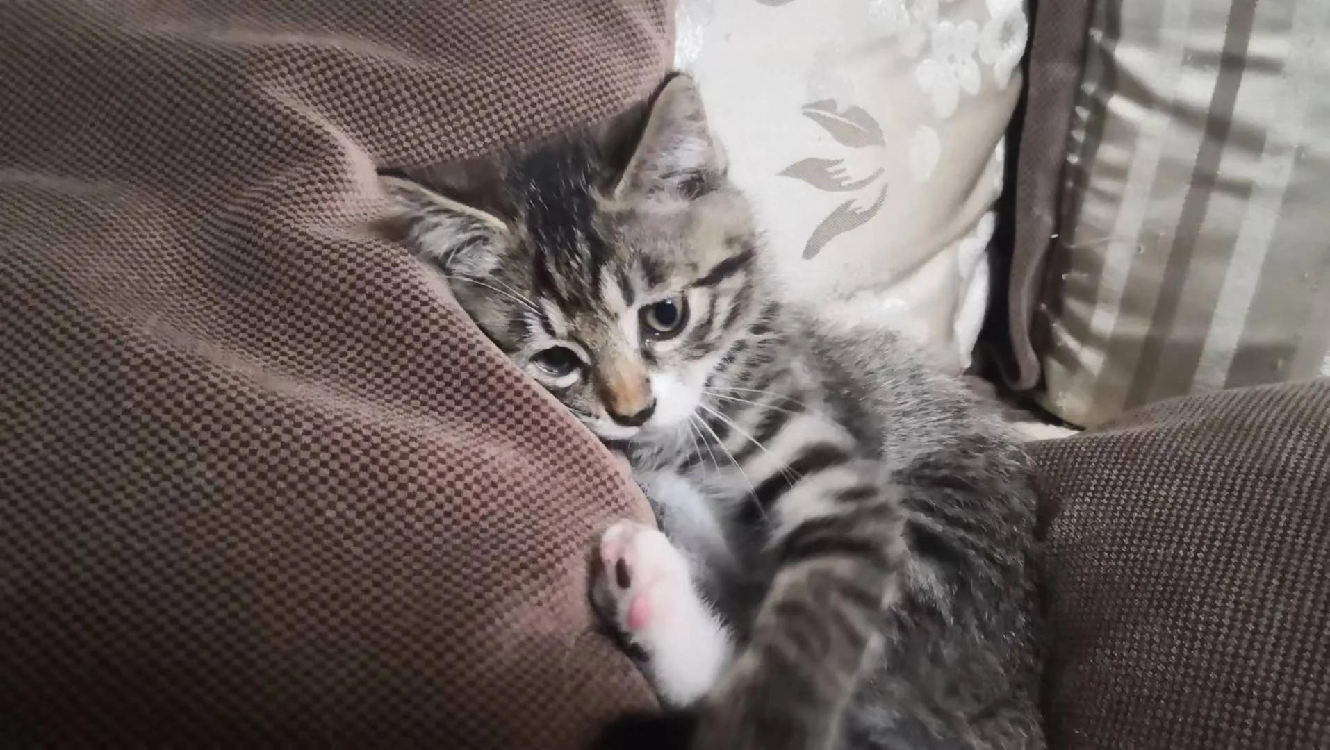 家里来了新“成员”～～“可乐”（连载）