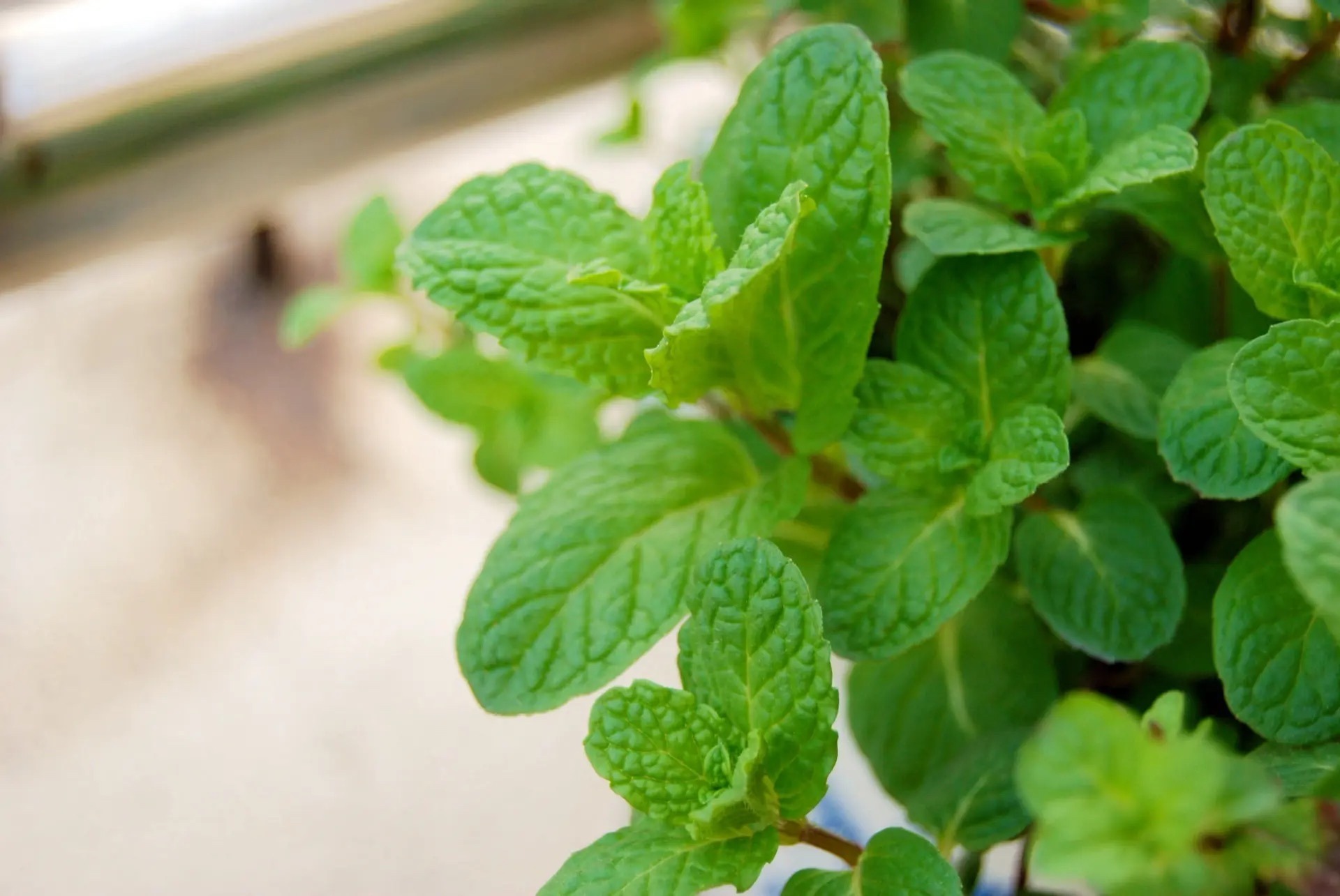 薄荷怎样养生长快速,花盆里栽的薄荷怎样让它枝叶茂盛