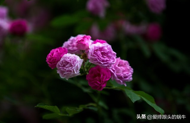 生如夏花灿烂的时候,生如夏花绚烂绽放歌曲视频