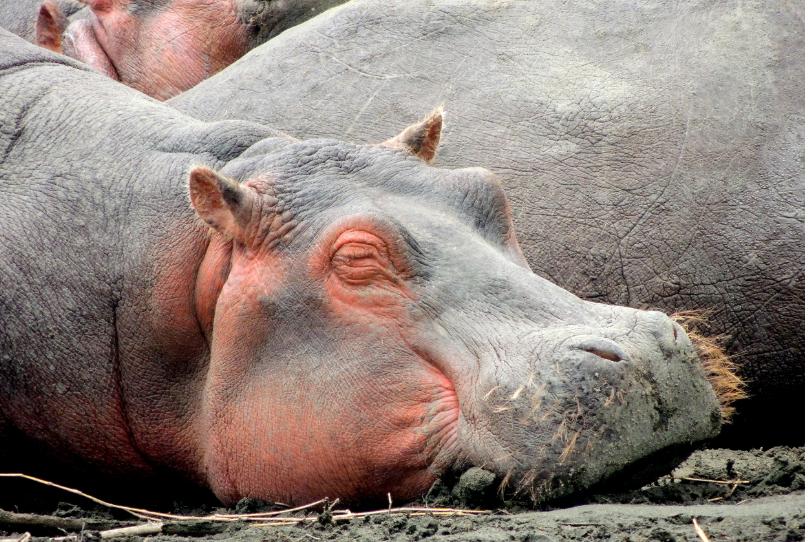 河马最怕什么凶猛的食肉动物,大型尼罗鳄与河马共存
