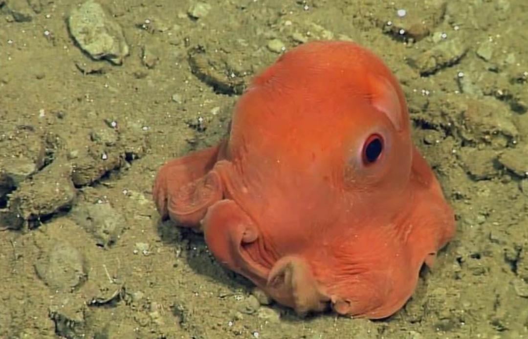 章鱼为什么被称为外星生物基因锁,章鱼是外星生物来自哪个星球