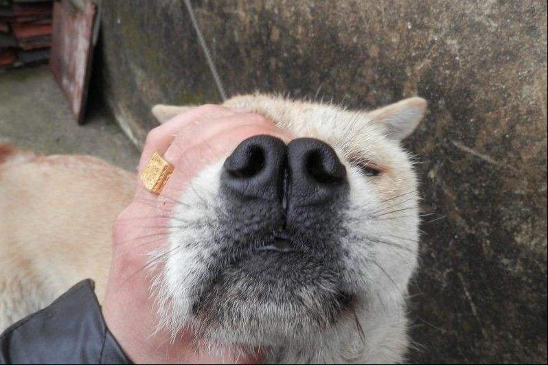 相狗经哪种土狗最好,老祖宗留下来的选狗秘诀