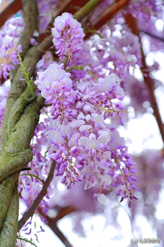 芳华微马公园好耍不,芳华微马公园有什么玩的