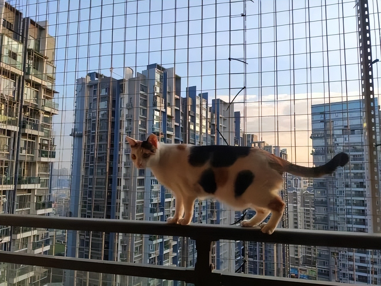 养猫注意些什么对人有什么危害,猫怎么养新手养猫需注意4大问题