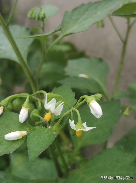 抗癌草药龙葵的食用方法,龙葵主要抗癌成分是什么