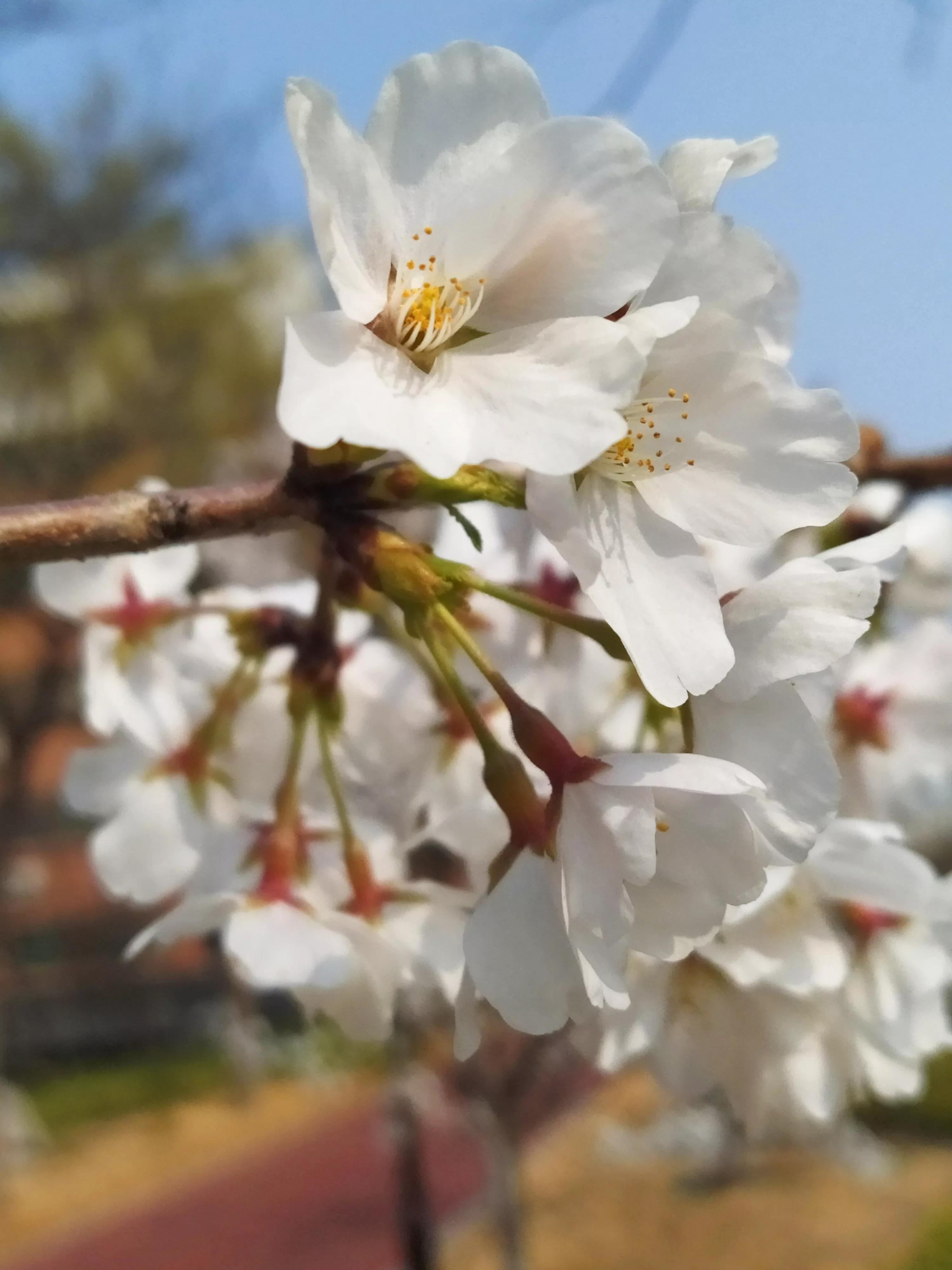 樱花烂漫的唯美句子,樱花烂漫