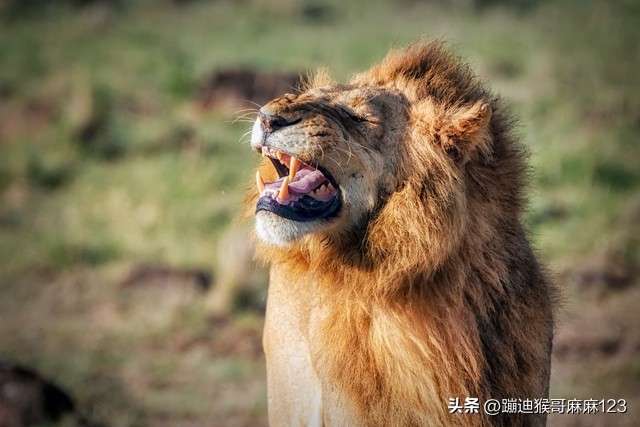 时尚中长自然卷,自然慵懒卷又洋气又减龄