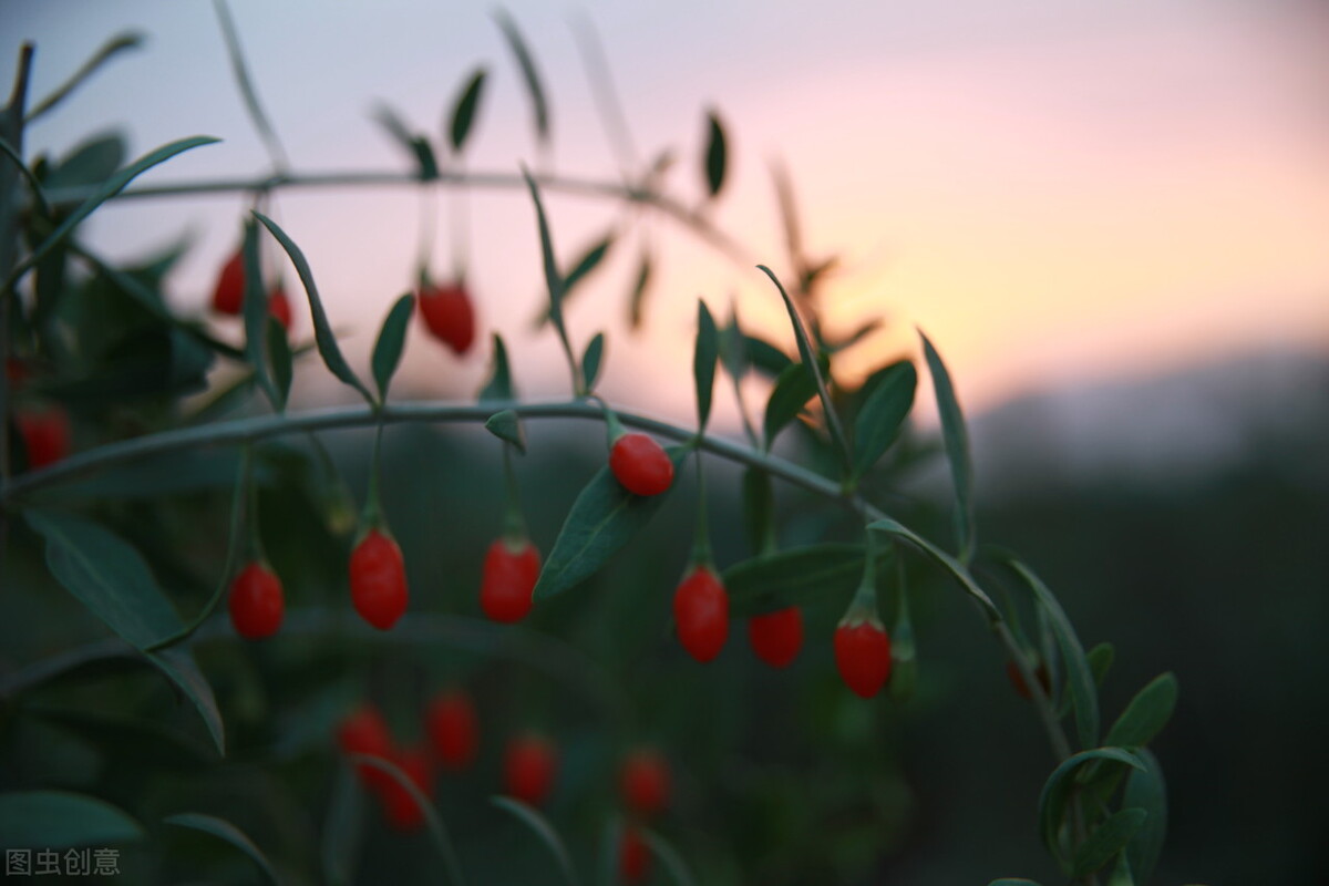 特色家庭农场-宁夏回族自治区海原县农腾种养殖专业合作社