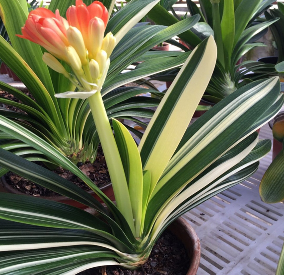 被水浇死的盆栽,容易浇死的植物