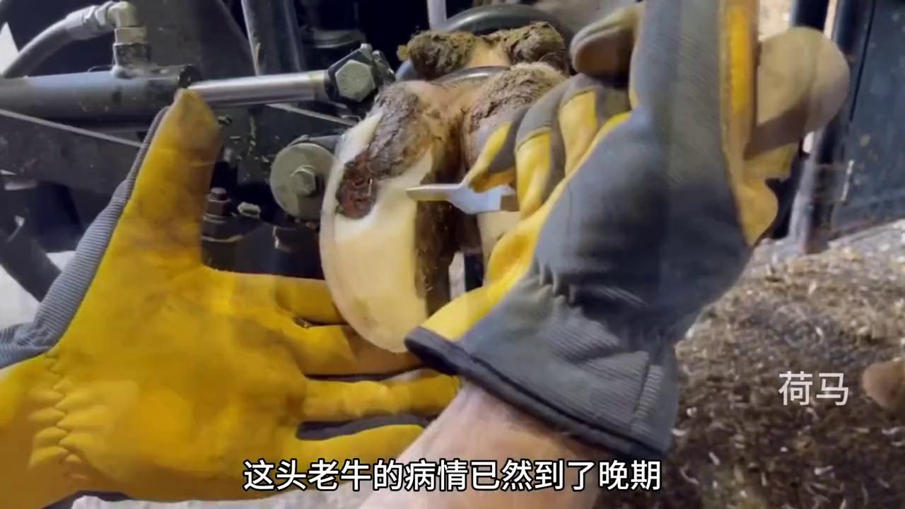 老牛得了脚疼病，希望它能康复！#修牛蹄