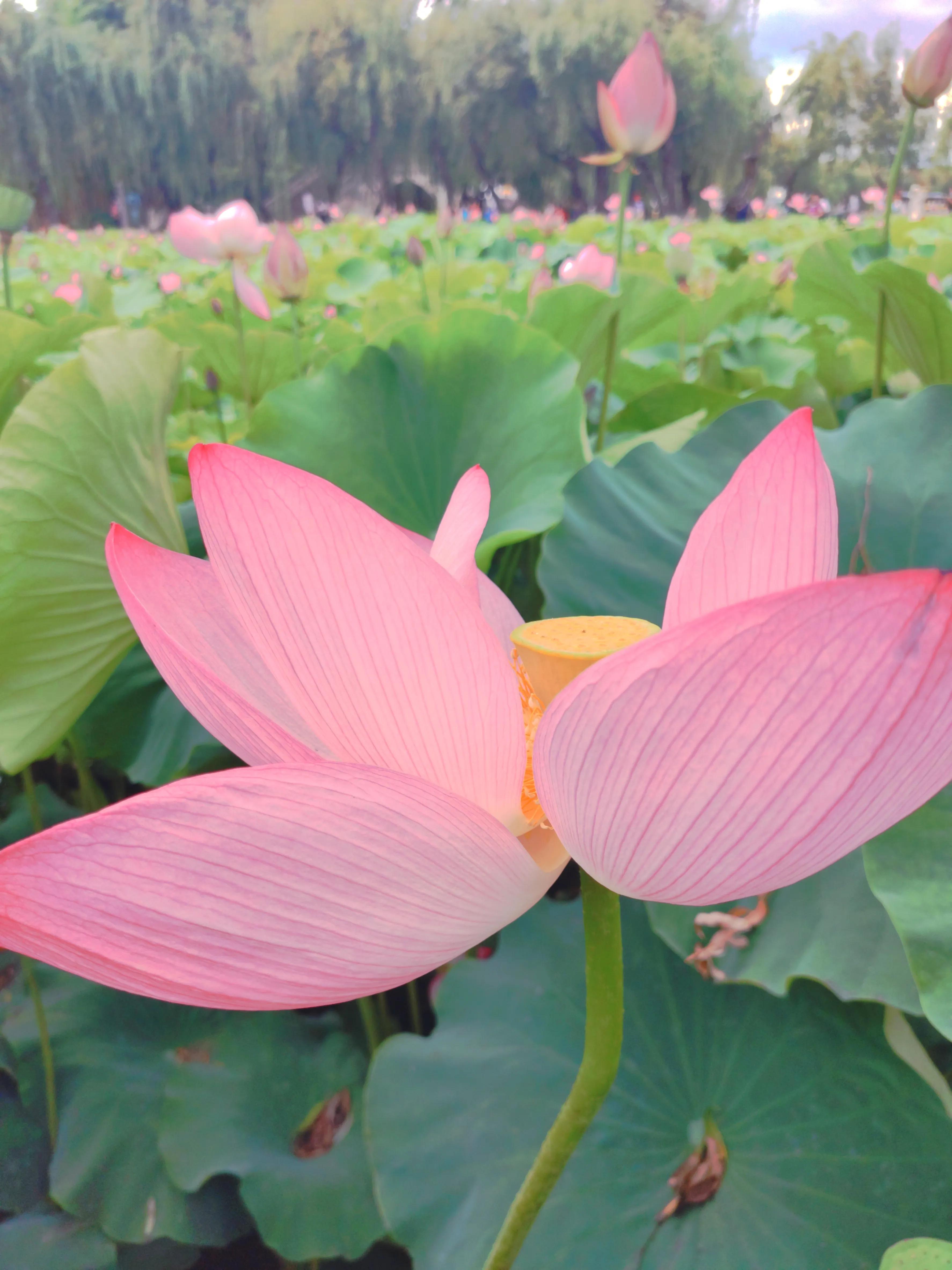 云南旅游攻略天气,云南旅游攻略6天5晚买一送一