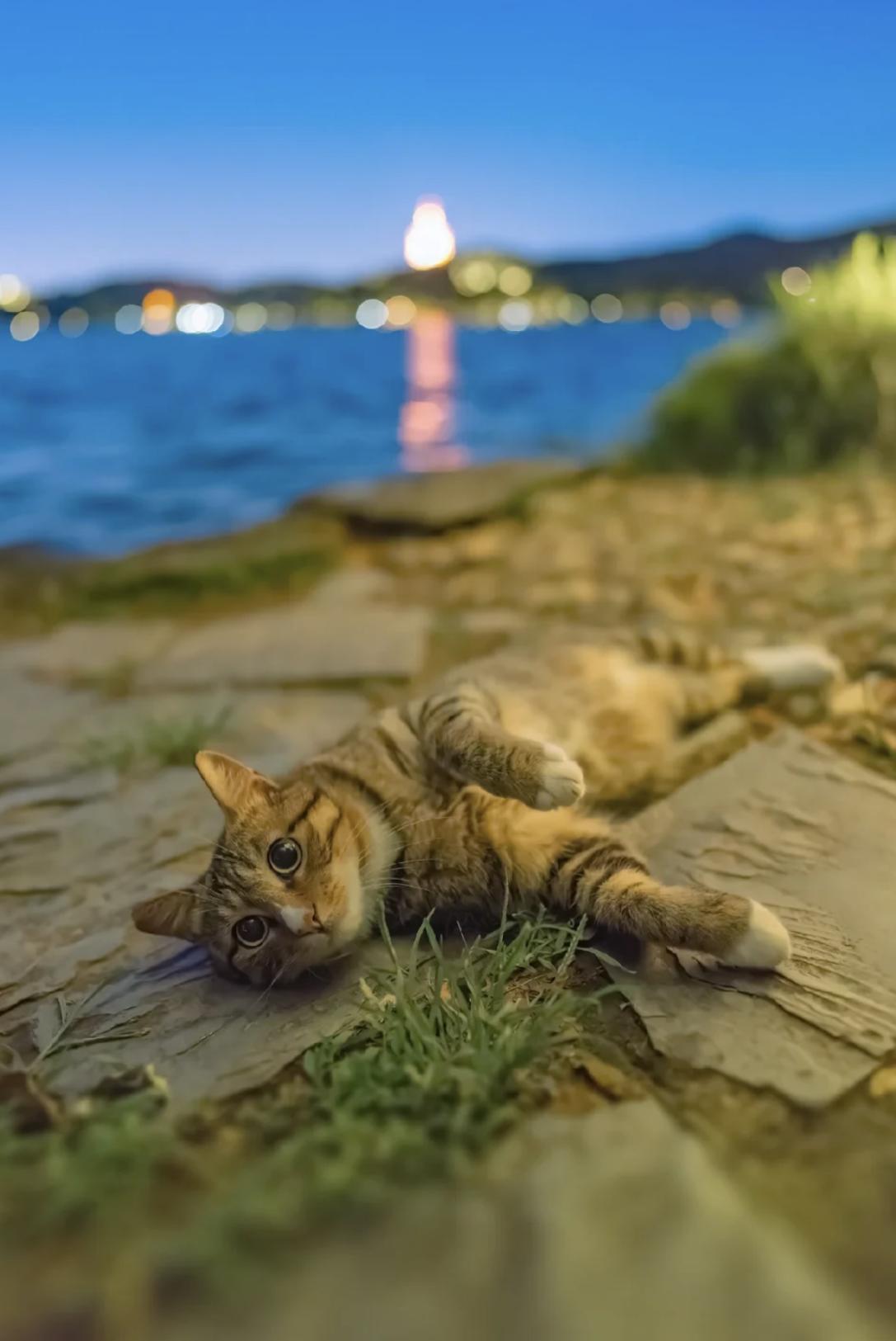 治愈系壁纸｜132张可爱小猫咪的样子