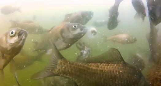 有鱼无口是什么情况,有鱼没口用什么饵料