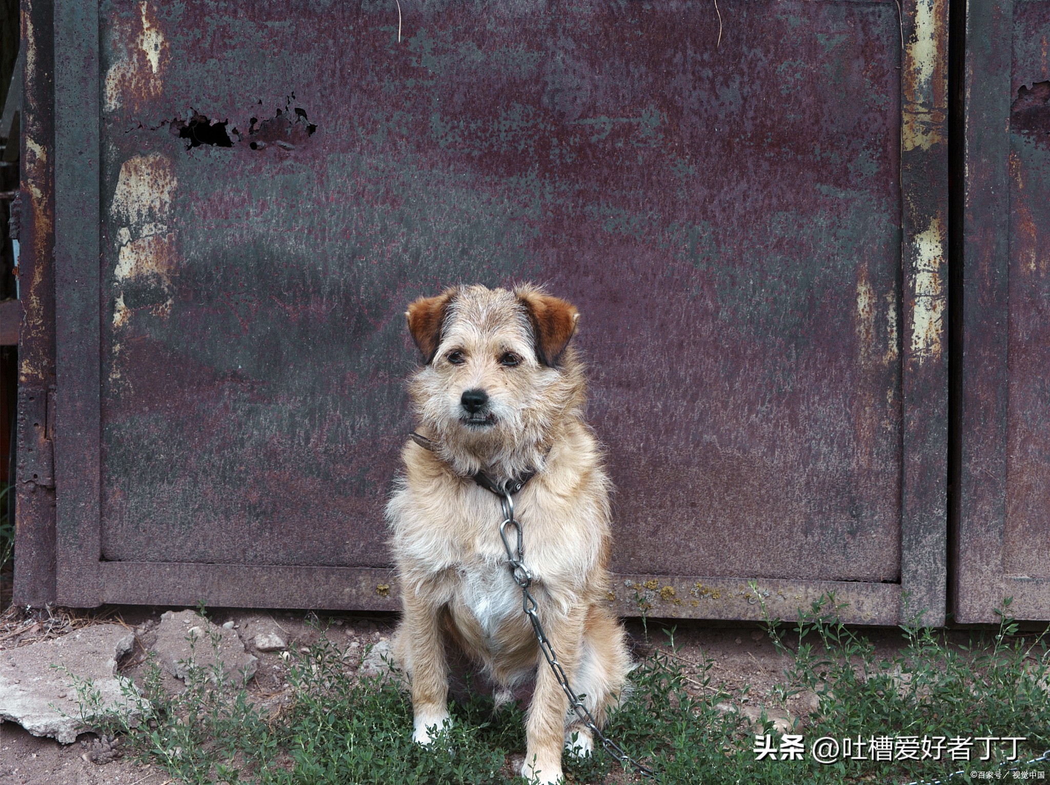 狗突然扑过来怎么办,遇到狗向你叫怎么办