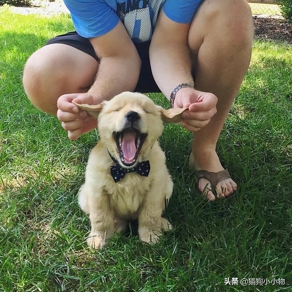 宝宝养狗狗的好处和坏处,养狗的好处和坏处有哪些呢