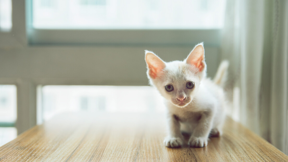 手把手教你治疗传说中无法被治愈的猫瘟