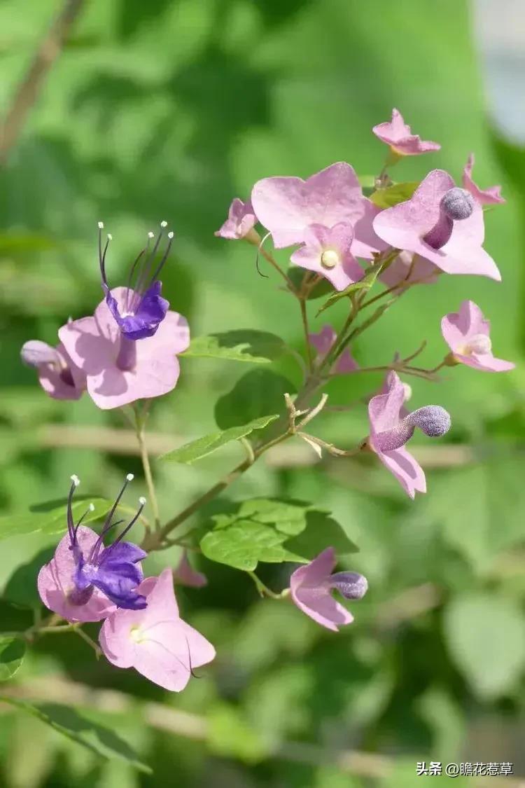 美得令人惊艳的花,世上最美的十种花样子