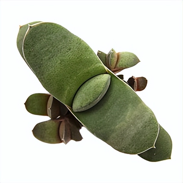 102个大类近500个多肉植物图片，都极其美丽，建议在家中也养一盆