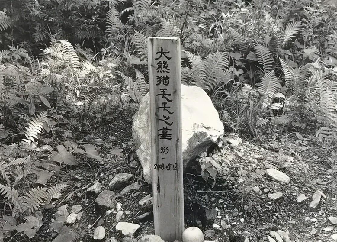 动物园老虎死后的尸体,动物园老虎死了是怎么处理的