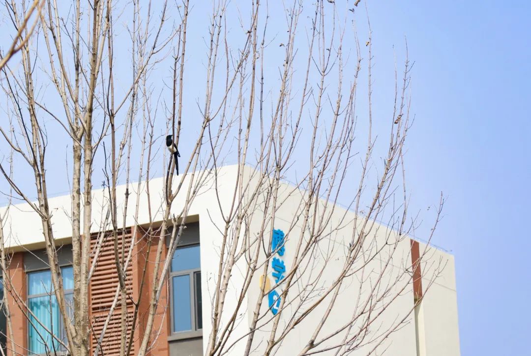 诗词里的校园,春日校园美景诗句