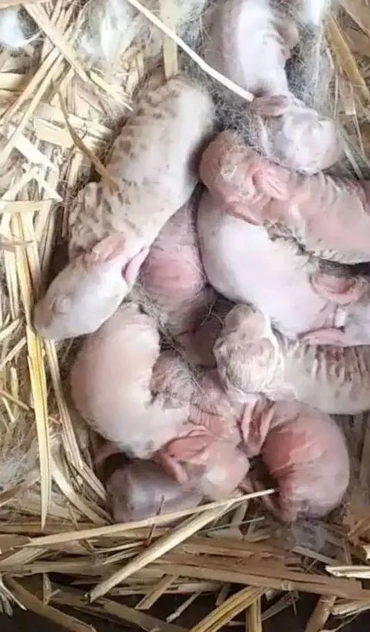 茗阳养兔基地,贵州茗阳养兔