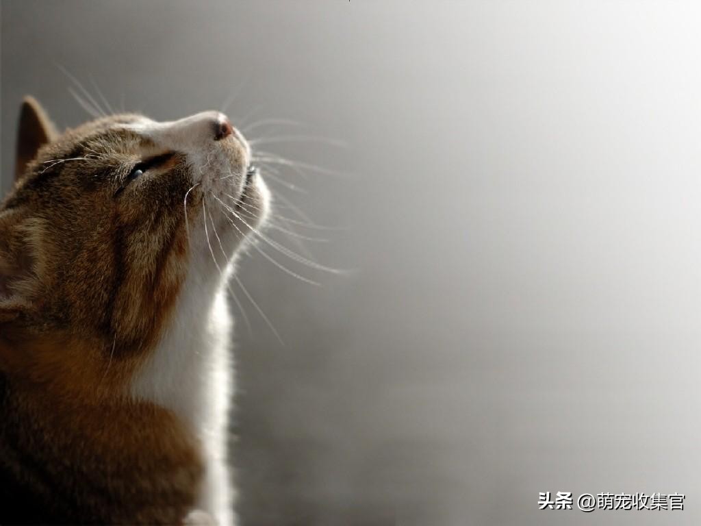 猫咪怀孕注意事项和饮食禁忌,猫咪怀孕的期间需要注意什么