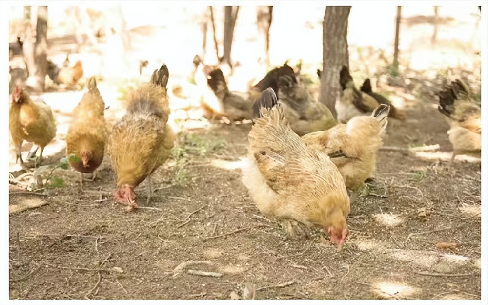 丹东农村创业致富带头人,丹东小伙种植蓝莓