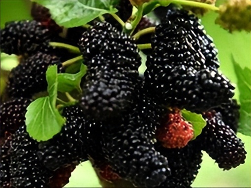 鲁北地区果桑高产栽培技术,果桑种植技术讲解